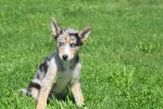 Australische herder x Husky (teef) 44386