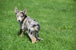 Australische herder x Husky (teef) 44386