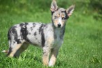 Australische herder x Husky (teef) 44386