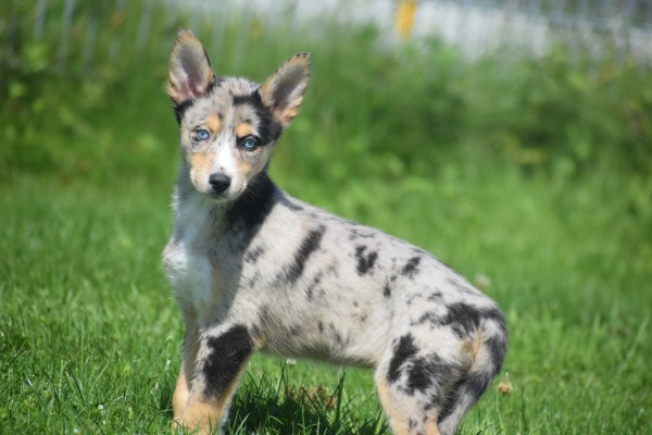 Australische herder x Husky (teef) 44386