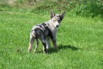 Australische herder x Husky (teef) 44386