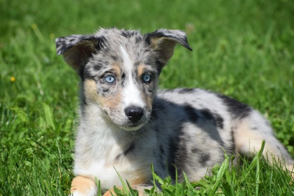 Australische herder x Husky (teef) 67378