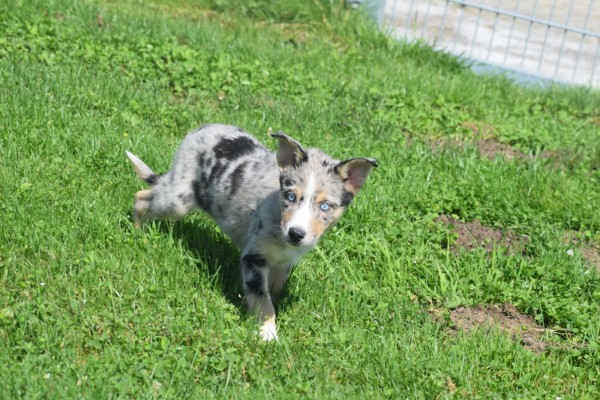 Australische herder x Husky (teef) 67378
