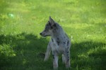 Australische herder x Husky (teef) 67378
