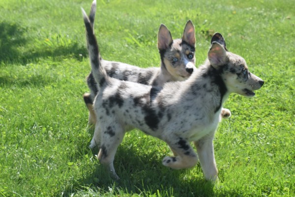 Australische herder x Husky (teef) 67378