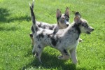 Australische herder x Husky (teef) 67378
