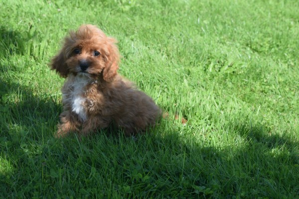 Cavapoo (teef) 45112
