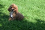 Cavapoo (teef) 45112