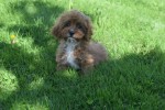 Cavapoo (teef) 45112