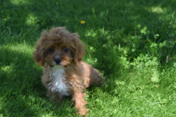 Cavapoo (teef) 45112