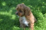 Cavapoo (teef) 45112