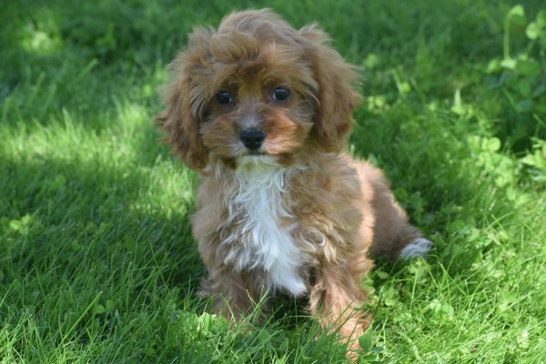 Cavapoo (teef) 45112
