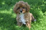 Cavapoo (teef) 45112