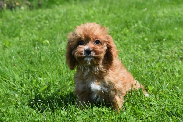 Cavapoo (teef) 67590
