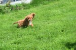 Cavapoo (teef) 67590