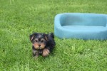Yorkshire Terrier (reu) 97711