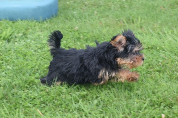 Yorkshire Terrier (reu) 97711