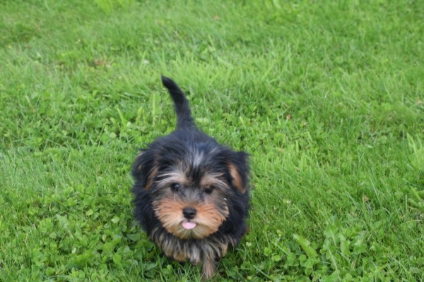 Yorkshire Terrier (reu) 97711