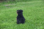 Yorkshire Terrier (reu) 97711