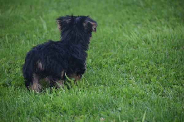 Yorkshire Terrier (reu) 97711