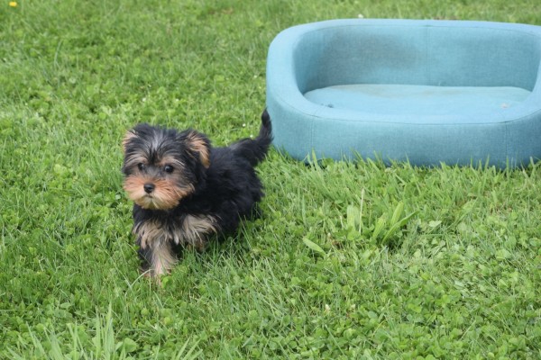 Yorkshire Terrier (reu) 97711