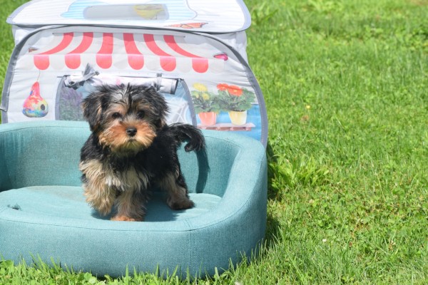Yorkshire Terrier (teef) 97718