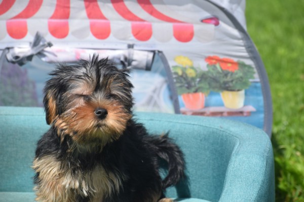 Yorkshire Terrier (teef) 97718