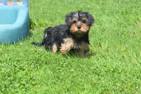 Yorkshire Terrier (teef) 97718