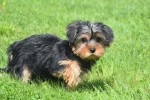 Yorkshire Terrier (teef) 97718