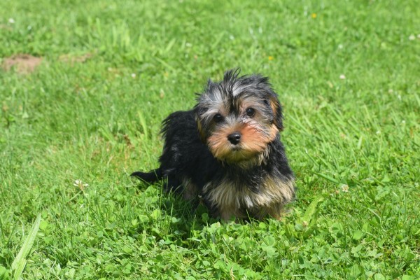 Yorkshire Terrier (teef) 97718