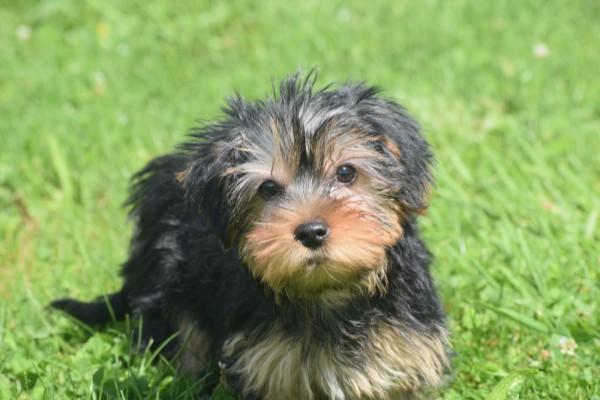 Yorkshire Terrier (teef) 97718