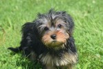 Yorkshire Terrier (teef) 97718