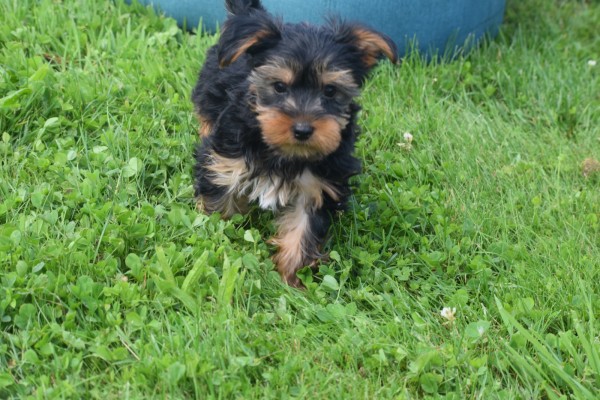 Yorkshire Terrier (reu) 96734