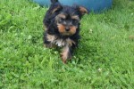 Yorkshire Terrier (reu) 96734