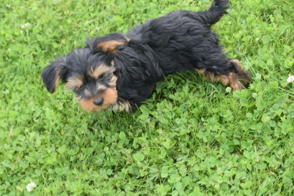 Yorkshire Terrier (reu) 96734