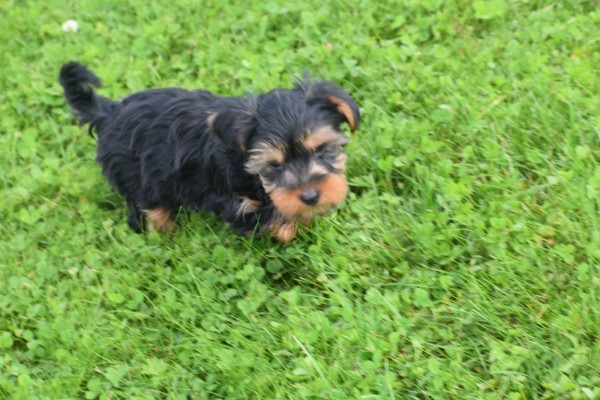Yorkshire Terrier (reu) 96734