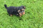 Yorkshire Terrier (reu) 96734