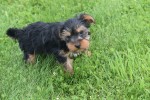 Yorkshire Terrier (reu) 96734