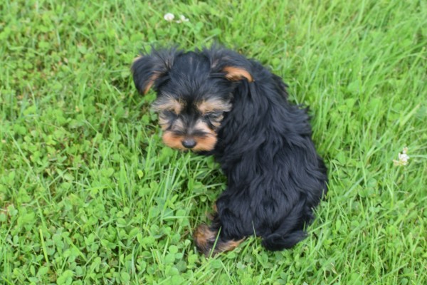 Yorkshire Terrier (reu) 96734
