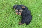 Yorkshire Terrier (reu) 96734