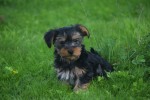Yorkshire Terrier (reu) 96734