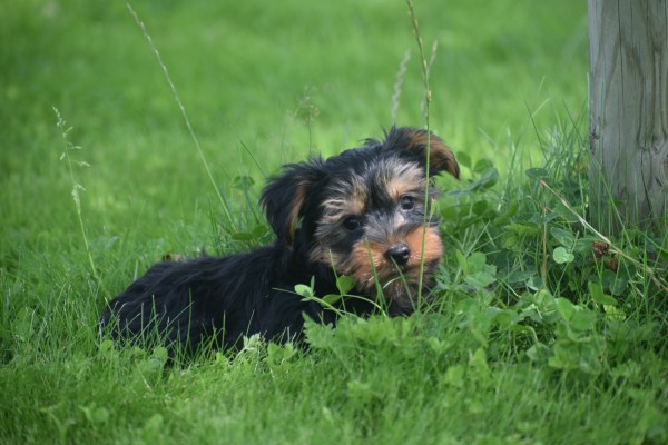 Yorkshire Terrier (reu) 96734