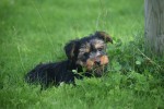 Yorkshire Terrier (reu) 96734