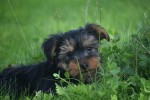 Yorkshire Terrier (reu) 96734