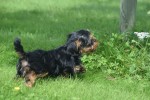 Yorkshire Terrier (reu) 96734