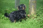 Yorkshire Terrier (reu) 96734