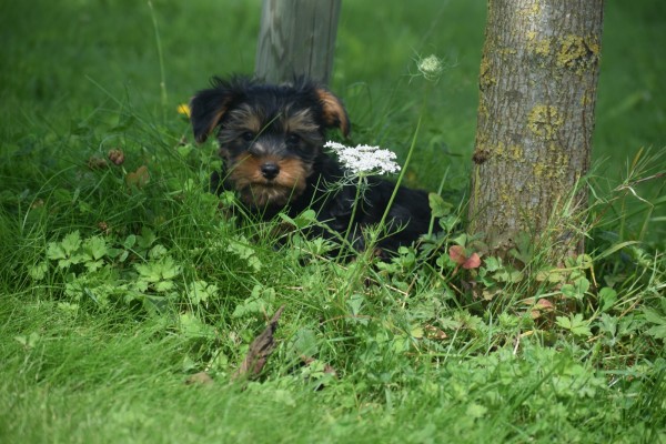 Yorkshire Terrier (reu) 96734