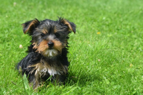 Yorkshire Terrier (reu) 96733
