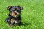 Yorkshire Terrier (reu) 96733