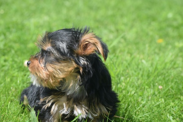 Yorkshire Terrier (reu) 96733